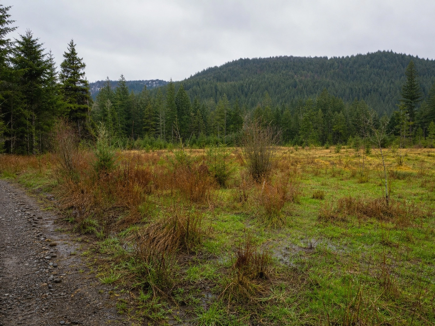 Timber Acreage in Everett